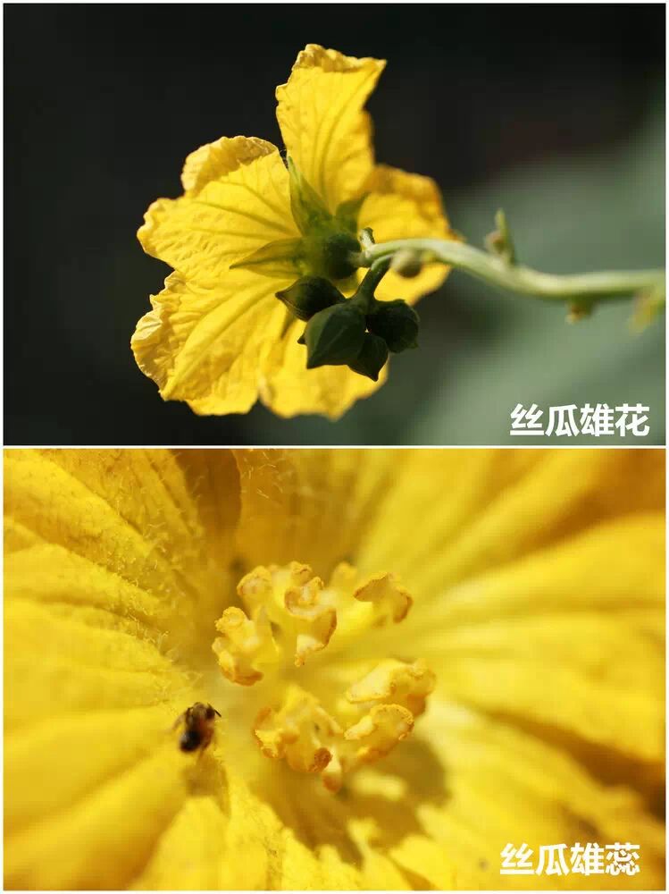 无情草木葫芦里面辨雌雄