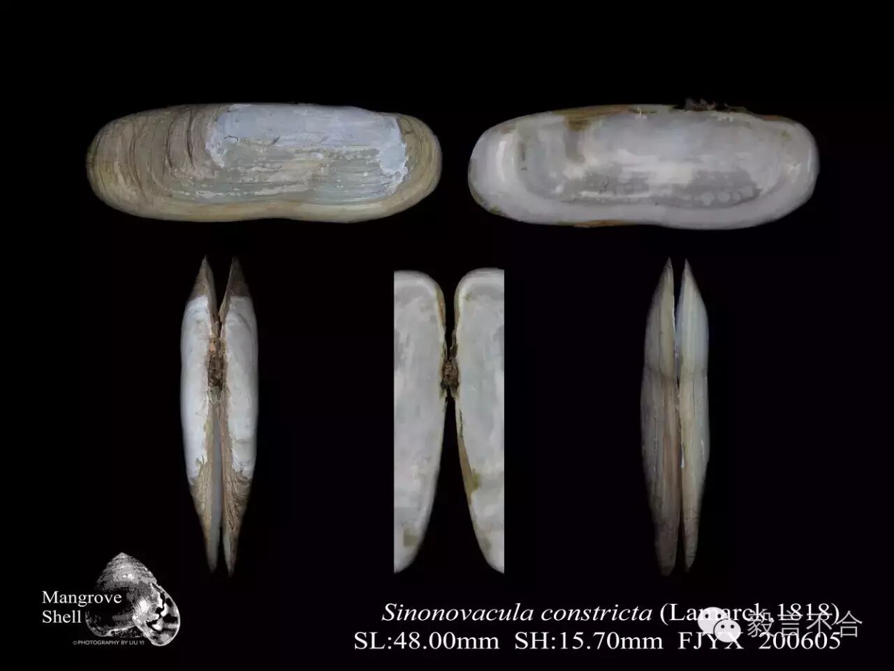 注意,缢蛏体内有"寄生虫"?