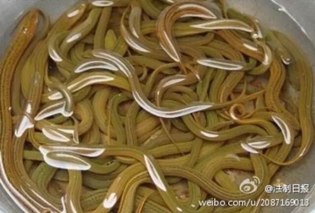 黄鳝没熟千万别吃 寄生颚口线虫体内乱窜