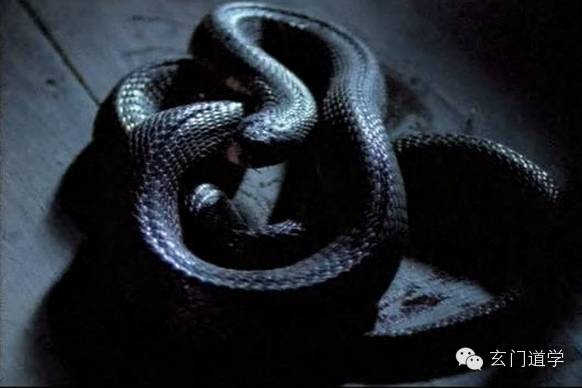 资料网 公众号文章 >> 正文 蛇类众生,其中柳仙指修炼者,《白蛇传》中