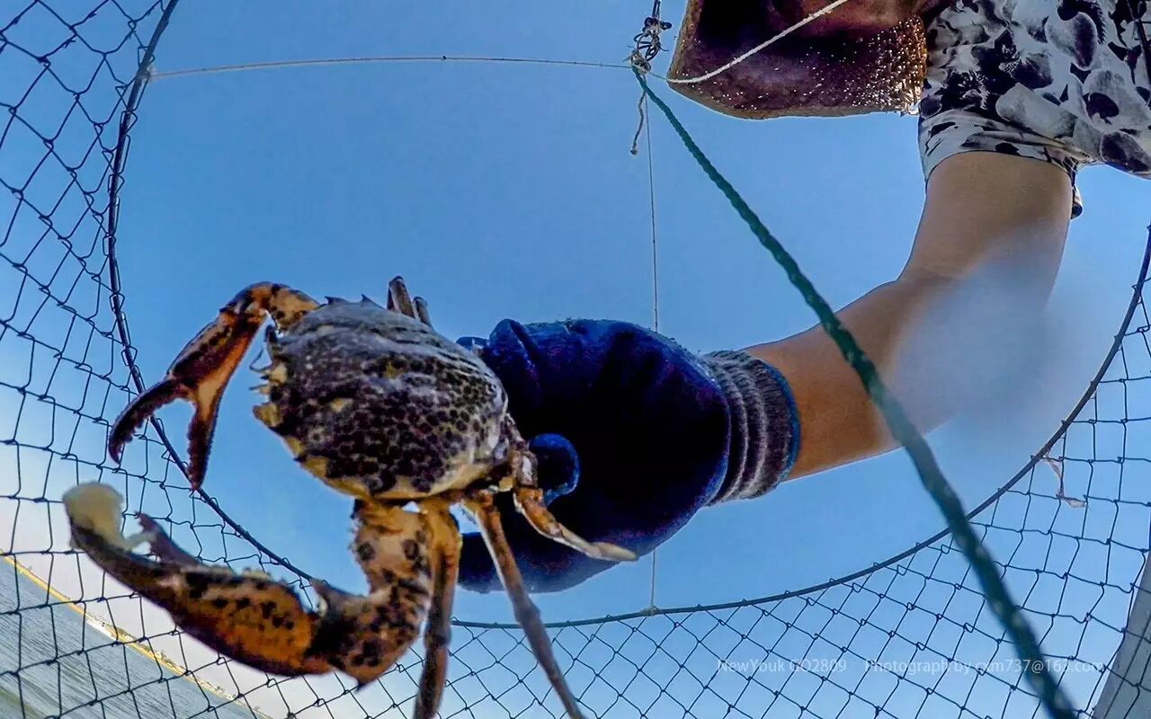 纽约好玩 大西洋里钓螃蟹,一次钓八十九只