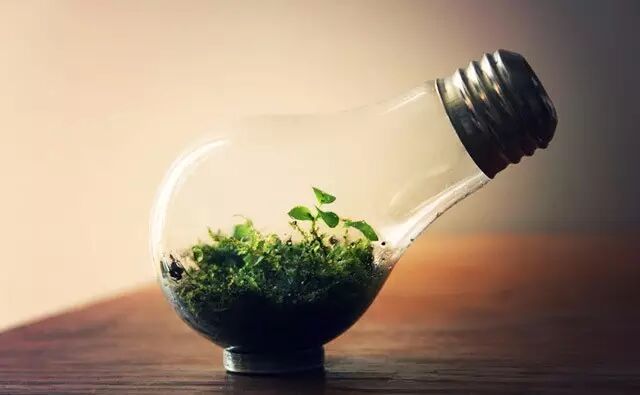 如何在灯泡里种花？