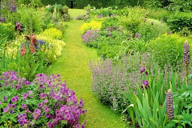 夏日来袭，你最应知道的16种驱蚊植物