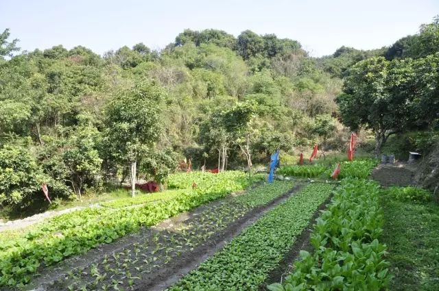 门前的花园，花草与蔬菜怎么搭配，达到美观又实用的效果？