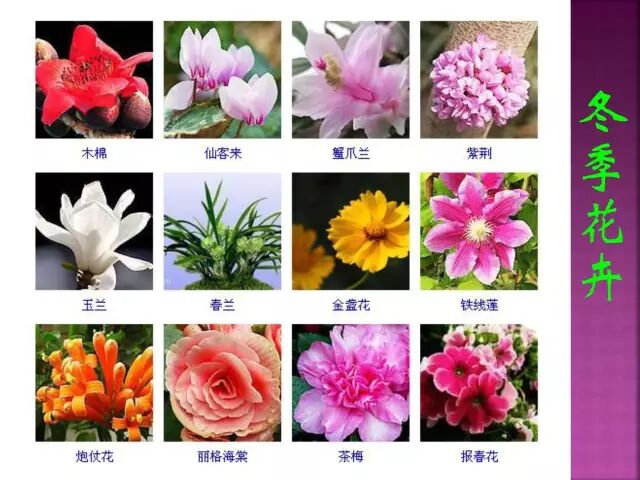 春夏秋冬四季的开花花卉终于找全了