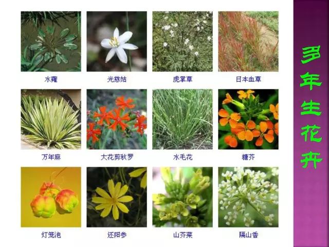 福袋 セール 第二期】超全花卉植物图谱珍藏版让我们一起揭开观叶植物以及草本 絵画/タペストリー