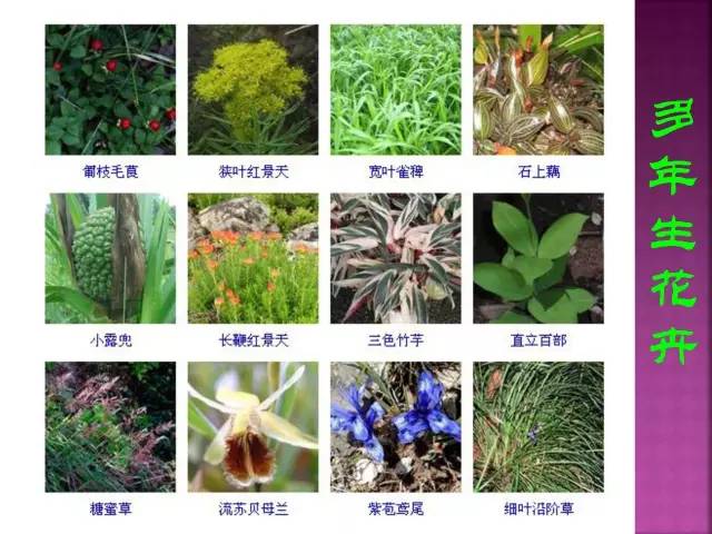 花卉-雀尾花| LIEFS GARDEN