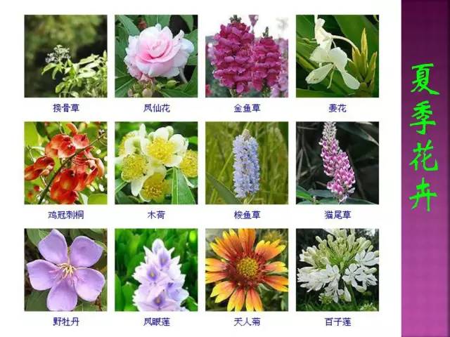 常见花卉图片及名称图片