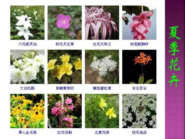 春夏秋冬四季的开花花卉终于找全了