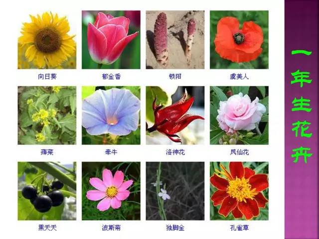 第二期】超全花卉植物图谱珍藏版让我们一起揭开观叶植物以及草本