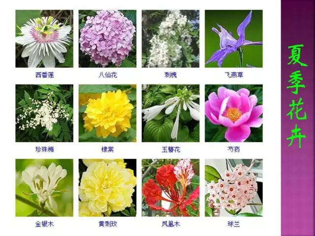 春夏秋冬四季的开花花卉终于找全了