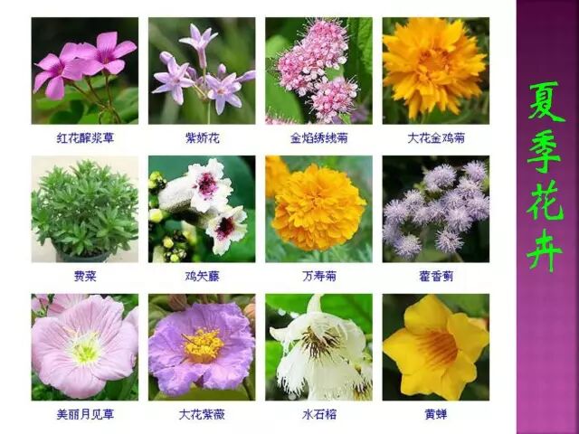 春夏秋冬四季的开花花卉终于找全了