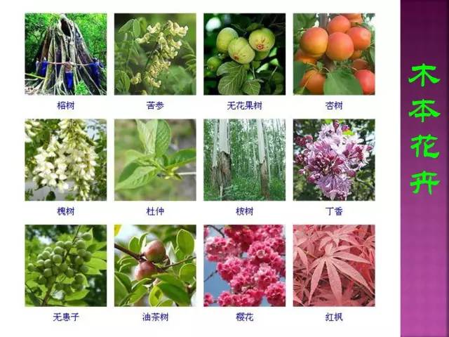 第二期】超全花卉植物图谱珍藏版让我们一起揭开观叶植物以及草本