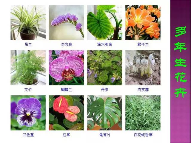 第二期】超全花卉植物图谱珍藏版让我们一起揭开观叶植物以及草本