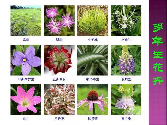 花卉-雀尾花| LIEFS GARDEN
