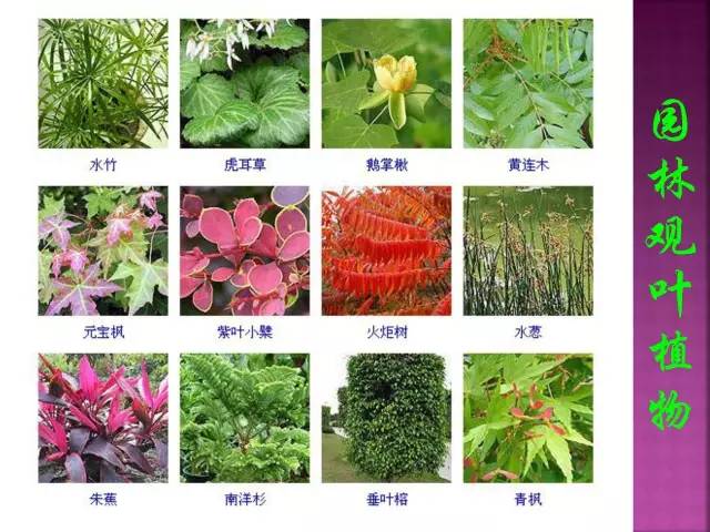第二期】超全花卉植物图谱珍藏版让我们一起揭开观叶植物以及草本
