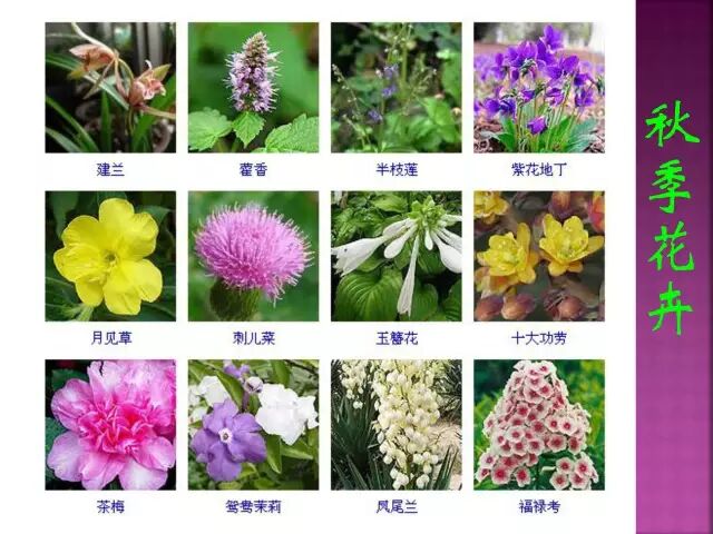 春夏秋冬四季的开花花卉终于找全了