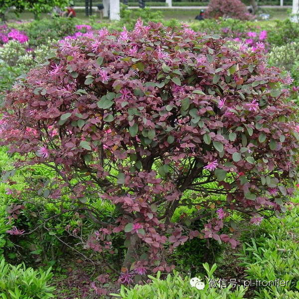 收藏 植物设计师常用的地被草花之精品图文 值得拥有 植物前沿 微信公众号文章阅读 Wemp