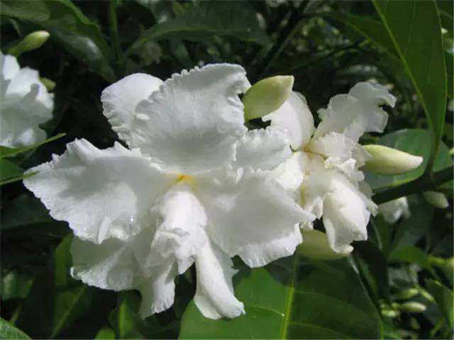 水莓_水莓_水莓
