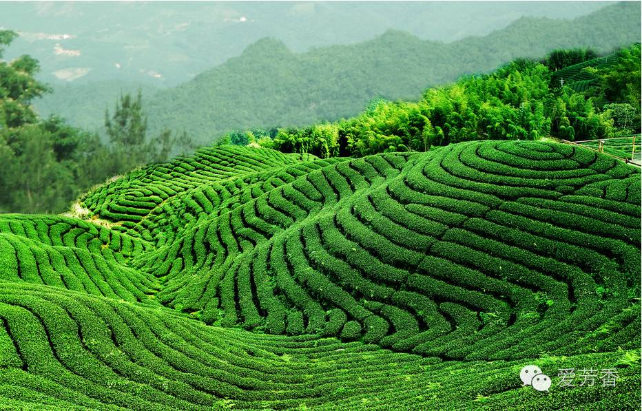 茶树melaleuca,天然的杀菌大师!