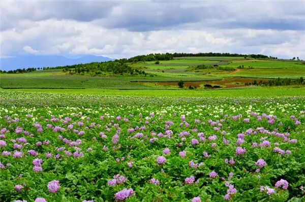 文海▲观景点:九子海八月     桂花august丽江没有桂花花海但我记得在