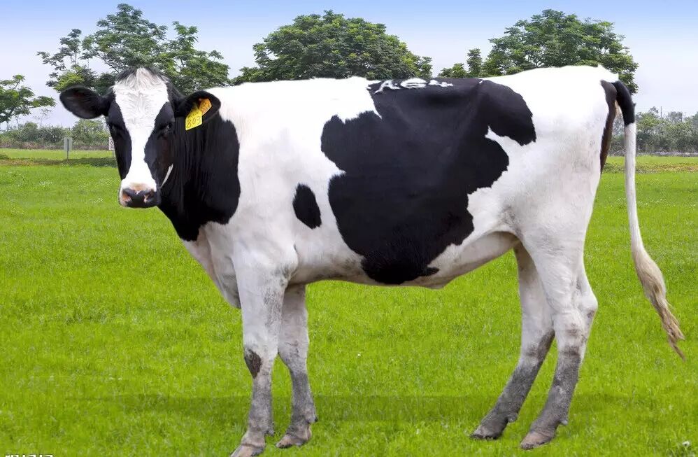 10种深藏不露的转基因食物