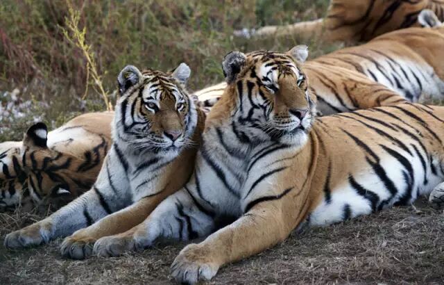 哈尔滨东北虎林园