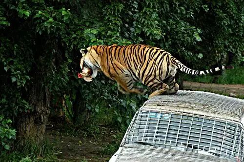 哈尔滨东北虎林园