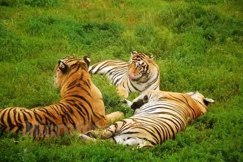 哈尔滨东北虎林园