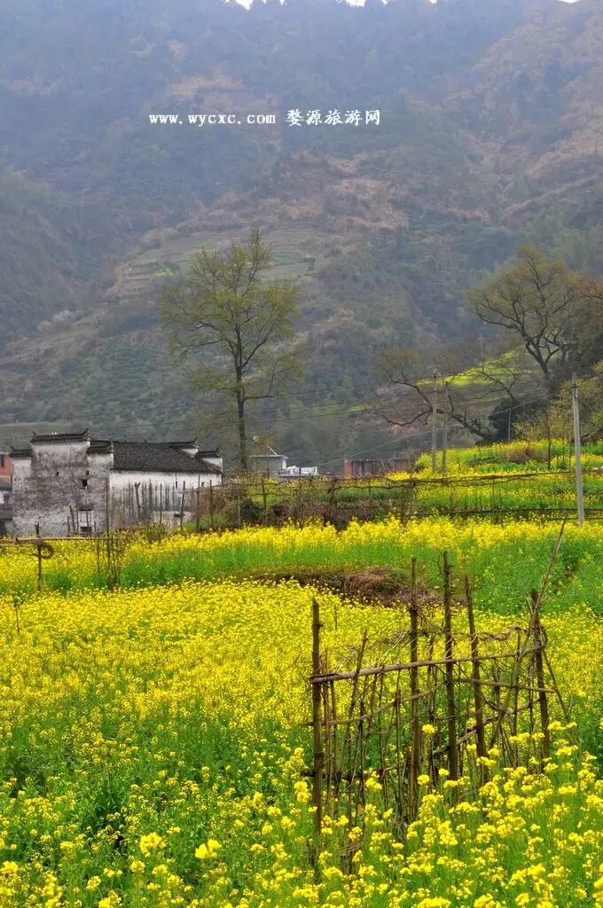 [婺源旅游]春天,我们一起去长溪山村走山路,唱山歌|广西优质茶叶交流