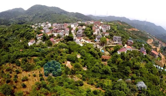 哪里最有名,也许很多人会马上说,曹宅镇横腊村的白枇杷是响当当有名