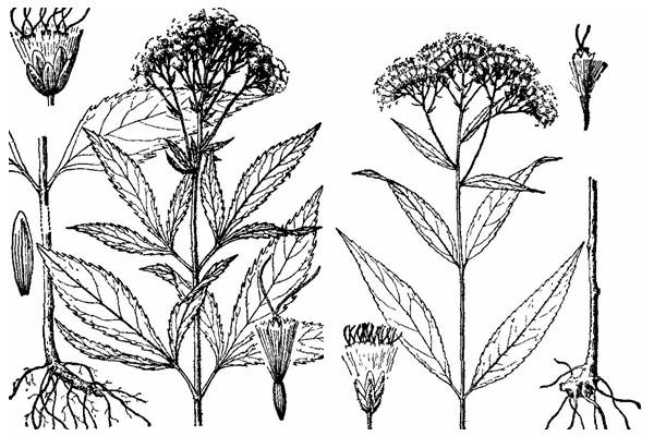 而冈元凤书中所绘,则可能是佩兰:▲冈元凤书中的"蕳"为什么只敢说"