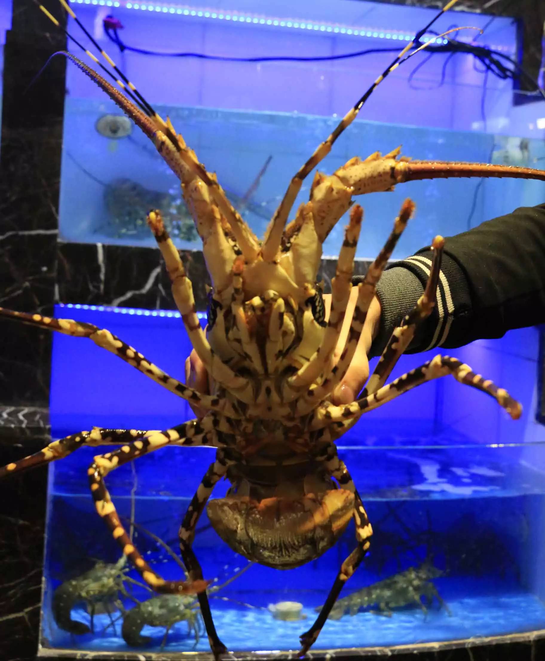 第一名超大的澳洲大龙虾,真真超级大!