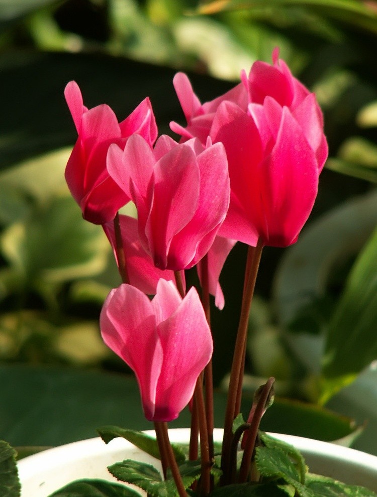 帶你識花 仙客來 塔莎園藝 微文庫