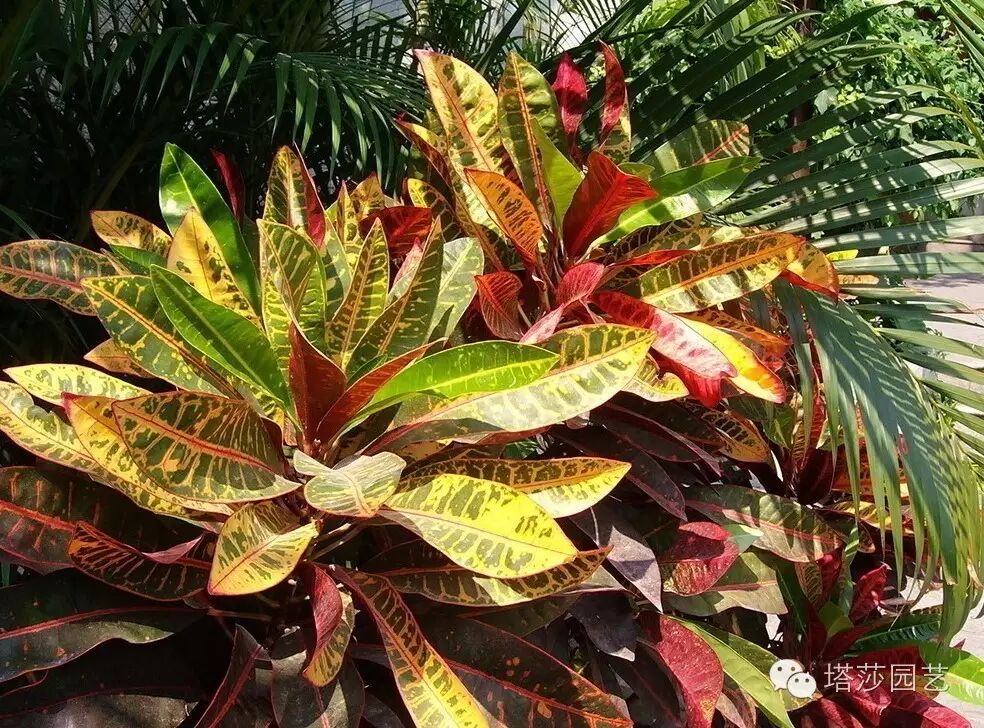 彩叶植物大推荐用色彩装饰你的房间