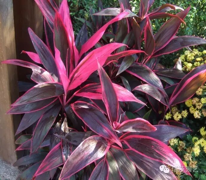 彩叶植物大推荐用色彩装饰你的房间