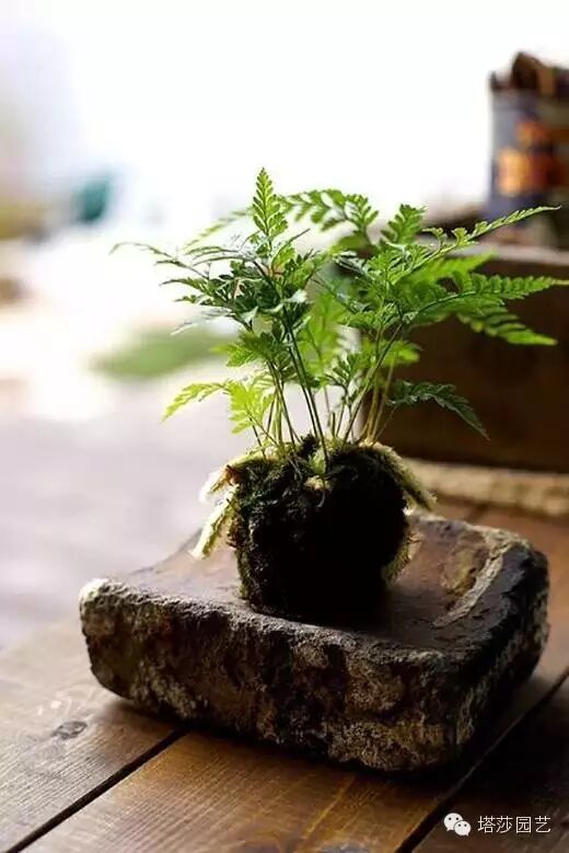 自己動手做一款有趣的懸掛植物 塔莎園藝 微文庫