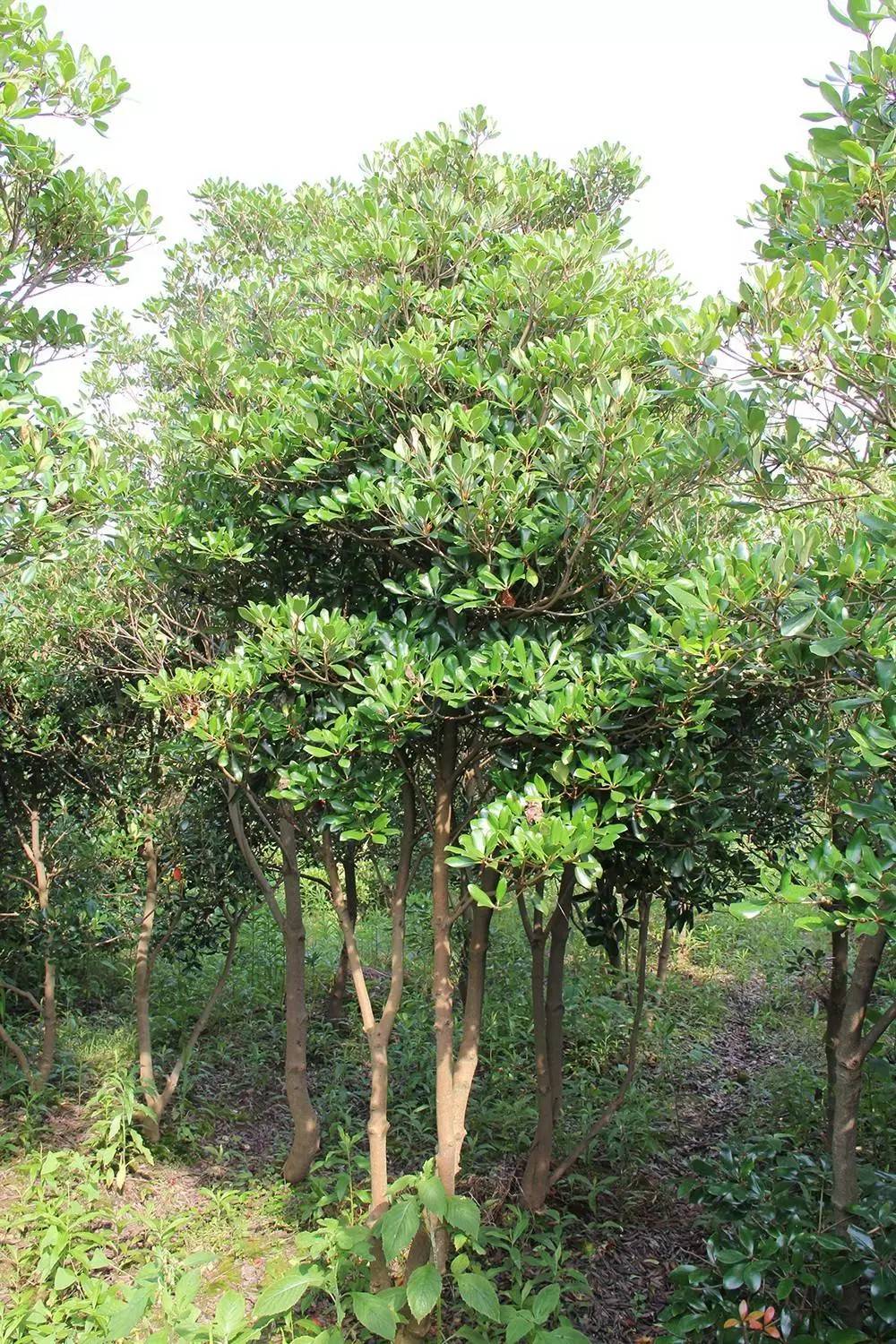 海南厚皮树图片图片