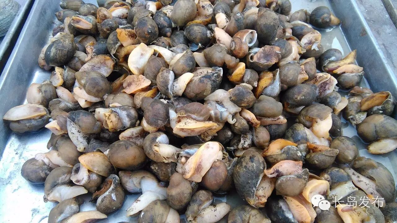 长岛海鲜喊你来过嘴瘾喽!