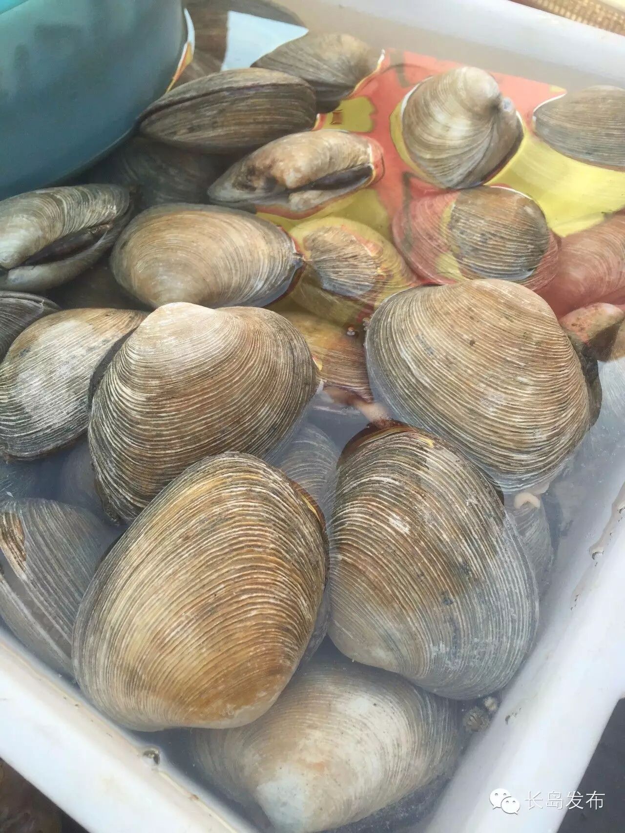 长岛人称此为"天鹅蛋",学名紫石房蛤,有一拳大小,炒天鹅蛋的味道很