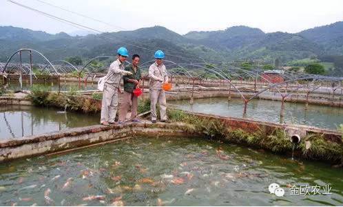 【重點關注】金歐農業專家教您水產養殖災後恢復技術