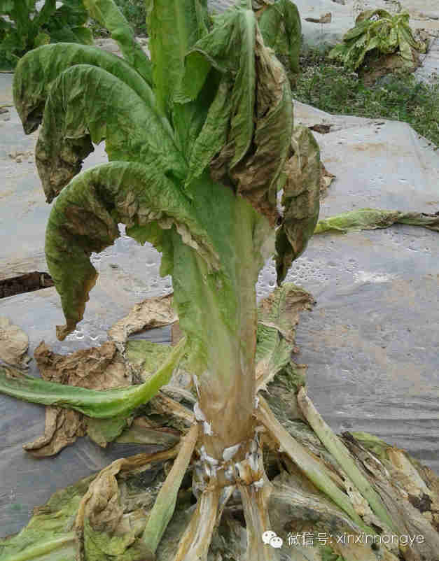 甘蓝莴笋菌核病发病条件防治方法绵阳