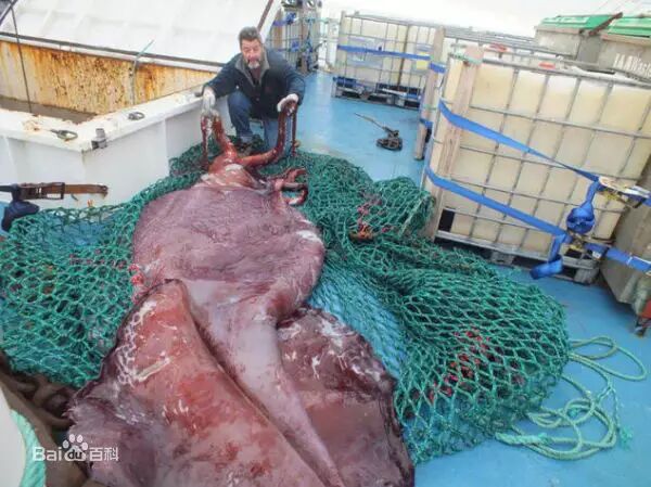 猎奇趣闻海怪传说大王乌贼