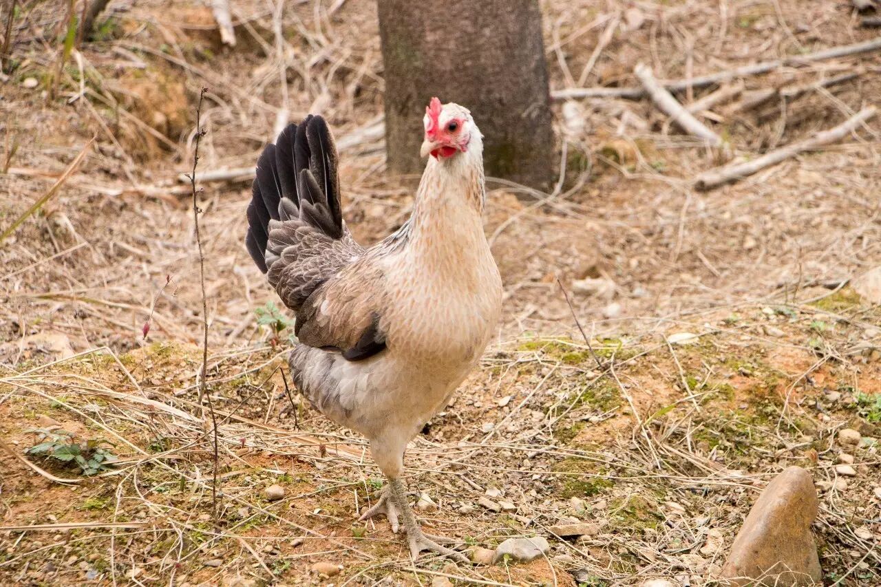 大人物丨一枚鸡蛋的自我修养:鹊山鸡蛋