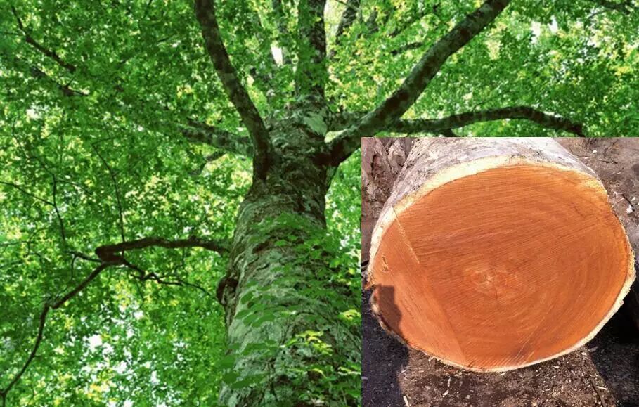 林牌地板小楼讲堂印茄木