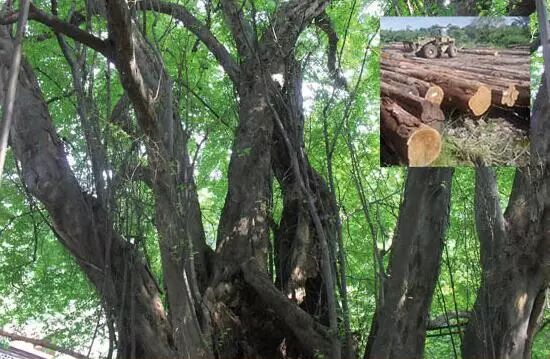 林牌地板小楼讲堂二翅豆