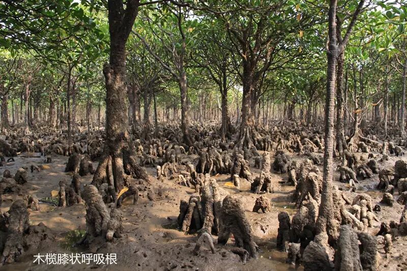 红树林异地移植保护的可行性分析