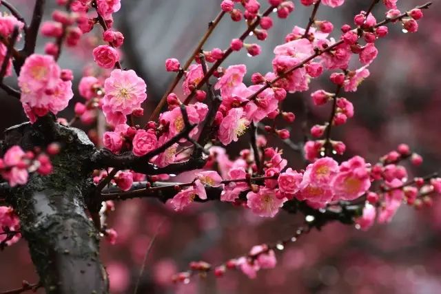 梅花集中位於公園a區西片,平沙水榭片區,共有粉紅硃砂,小紅硃砂,銀紅