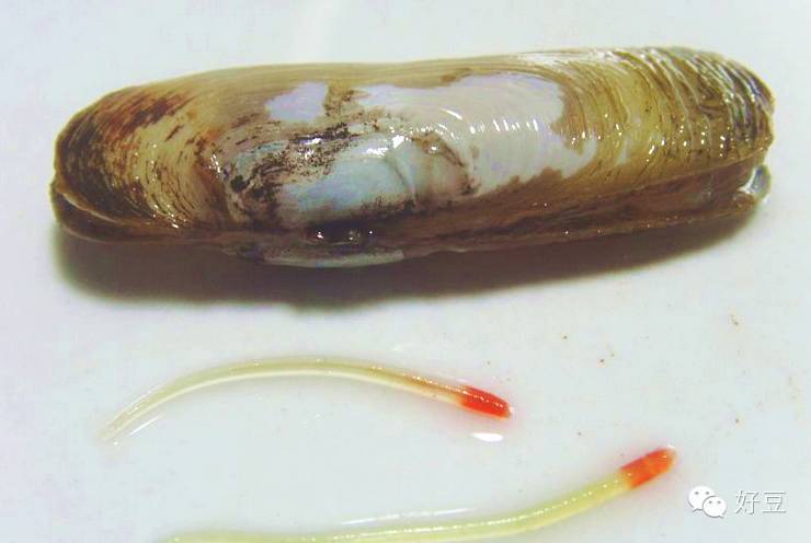 蛏子吃到一半发现这个…是寄生虫吗?宁海吃货必看!