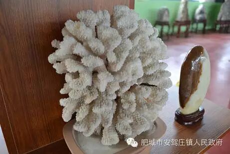 >法定主动公开内容>业务信息>珊瑚石(造型如珊瑚,而且,本身就是珊瑚